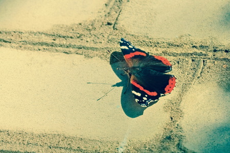 beautiful butterfly sitting on a brick wall fragility lightness and strength concept constructionの写真素材