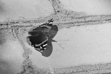 beautiful butterfly sitting on a brick wall fragility lightness and strength concept construction black-whiteの写真素材