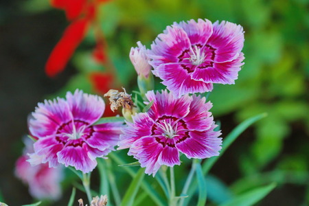carnations decorative pink and white in the garden close-up of fresh bloomingの写真素材