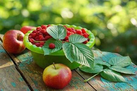 lots of ripe red raspberry berries in a bowl on the table next to ripe apples. branch of green...