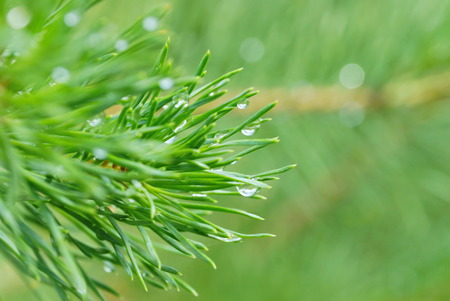 fresh-smelling resin of a coniferous tree. a branch with long pine needles raindrops glow in the sun on a blurred green background in the afternoon in summer. for cover of the magazine, calendars, postcards about protection of the wood, books about the wood and the natureの写真素材