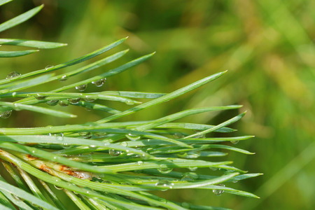fresh-smelling resin of a coniferous tree. a branch with long pine needles raindrops glow in the sun...