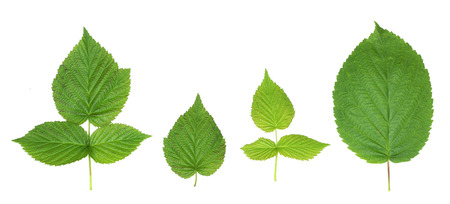 four green raspberry leaves isolate white background natural photo. for design, 3D texturing, game...