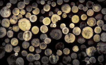 cut pine wood logs a lot of texture background. round sections of logs