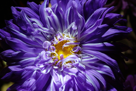 purple Aster flower on a dark background close-up. symbolize the accuracy, beauty and modesty.The petals of a flower are like the sharp ends of a star.の写真素材