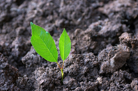 the first sprout from the ground two green leaves. the concept of the business the first shoots. the thirst for life of all living things to survive in difficult conditions, on rough hard ground.の写真素材