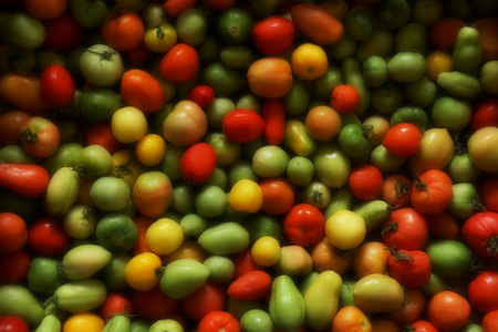vegetable background. different maturity tomatoes red yellows green. multi-colored small tomatoesの写真素材