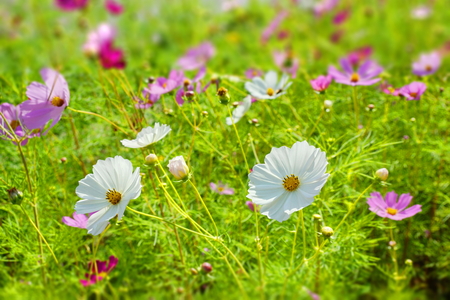 floral background. flowers of cosmea on a multi-colored blurred background. many flowers in the gardenの写真素材
