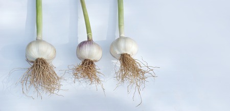 three heads of garlic on a white background. close up. for design