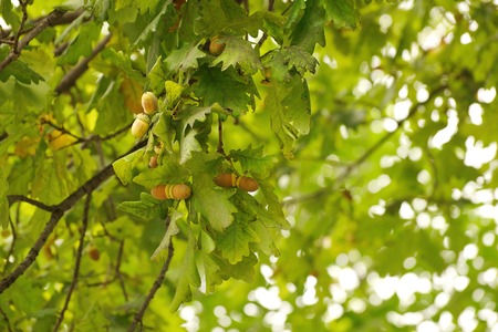 green oak branch with acorns.close-up of the lush foliage of an oak tree ripe fruit tree