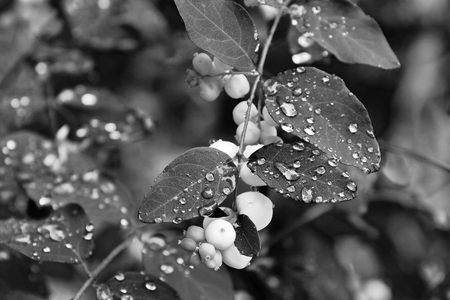 the snowberry branch of a shrub drops on the leaves blurred background. close upの写真素材