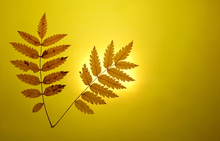 autumn gold yellow background close-up setting sun mountain ash leavesの写真素材