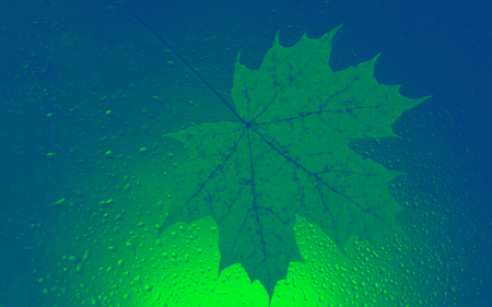 water drops autumn blue green background close-up setting sun maple leafの写真素材