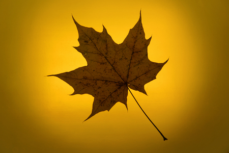 autumn gold yellow background close-up setting sun maple leafの写真素材