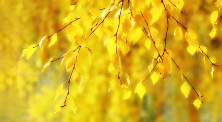 autumn background yellow  leaves  birch on yellow close-up