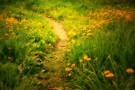 path to childhood field of yellow dandelions path landscape summer mood fairy taleの写真素材