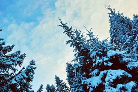 snow-covered Christmas tree blue sky with clouds copy space  for designの写真素材