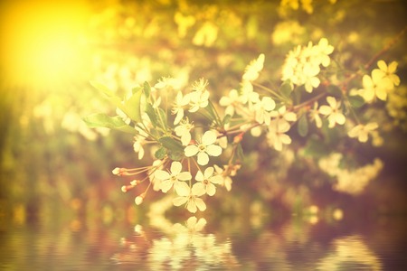 blooming white cherry at sunset cherry branch near the water reflection rays of light Golden color close-upの写真素材