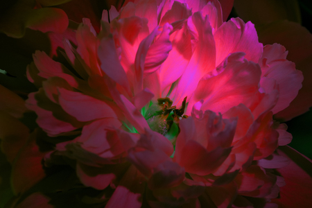 Colorful close up peony flower. Wedding decor. Natural background. Peony petal. Peonies wallpaper pattern. Romantic valentine day decoration. Macro view.の写真素材