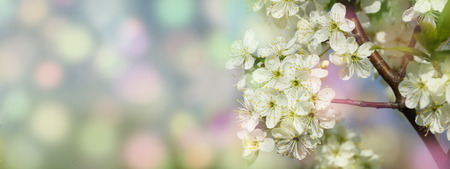 blooming branch of white Apple or cherry tree spring border background. Light background. Colorful...