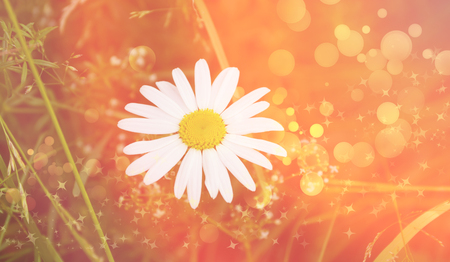 blooming Daisy white spring summer border background. Floral summer spring background. Abstract background. Bright summer color. Pink background. Sunny day.の写真素材