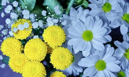 chrysanthemums yellow and white daisies flower arrangement. For decoration design. Spring blossom. Natural beauty.の写真素材