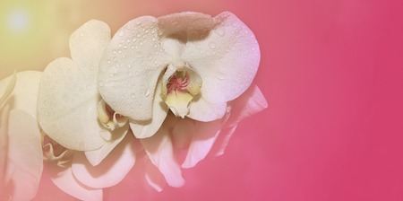 white orchids spring pink and white color elegance close-up copy spaceの写真素材