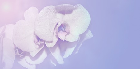 white orchids spring purple and white color elegance close-up copy spaceの写真素材