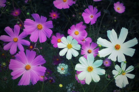 spring summer background pink white flowers cosmos. floral natural background of the gardenの写真素材