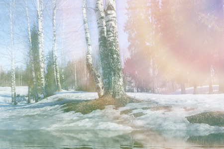 Spring landscape birch forest, great design for any purposes. Colorful spring landscape.の写真素材
