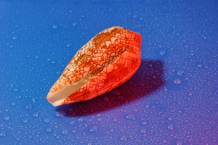 conus textile seashell poisonous clam  blue water drop backgroundの写真素材