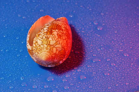 conus textile seashell poisonous clam  blue water drop backgroundの写真素材