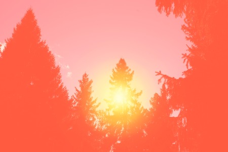 the sun sets in the forest among the huge fir trees kontrazhur copy space/ Sun sets forest huge, great design for any purposes. Bright summer color. Nature object.の写真素材