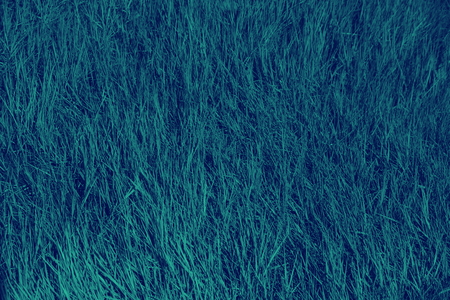 the grass field the night of the full moon color texture background.  Abstract nature background. Night landscape.の写真素材