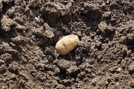 the tuber of a potato on the ground the spring planting potatoes. plant potatoes for harvest. close-upの写真素材