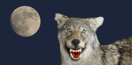 wolf muzzle animal grin and moon blue background.Closeup portrait.の写真素材