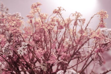 Floral background. orange white rustic field flowers. Summer nature. Spring season. interlacing curly little flowers sun sunset sunriseの写真素材