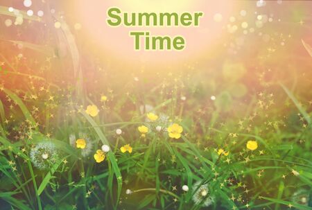 Summer time. field of flowers summer blossom season. Beautiful closeup for decoration design. Flower background.の写真素材