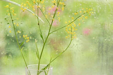 window rain water drops glass flowers summer day. emotions of summer freshness of rain