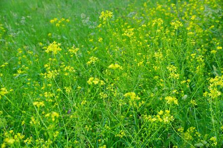 field lay flowers summer day. floral background. the green vegetation of the countrysideの写真素材