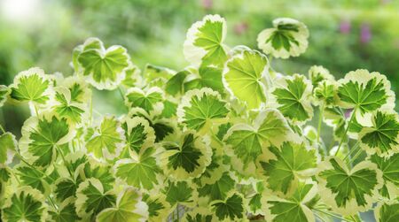 green leaves of a home flower at the window rays of the sun. Floral botanical flower. Nature background.の写真素材