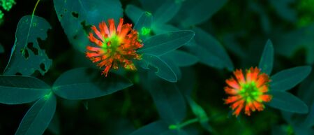 flower background red clover flowers on green. Green clover. Beauty style.