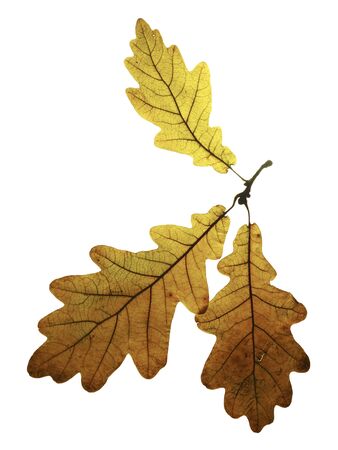 three dry autumn oak leaves isolated on white background. Dry tree leaf. Autumn composition.の写真素材