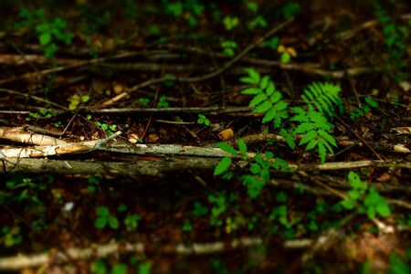 forest earth background texture. forest grass branches top view close-up.  Outdoor abstract background. Earth day.の写真素材