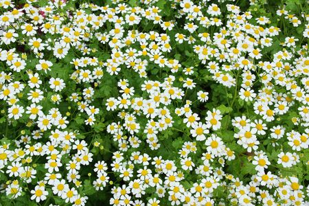 field of daisies white floral background for design top viewの写真素材