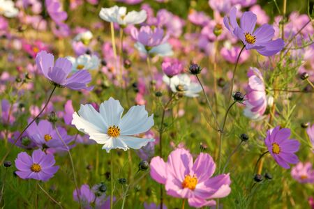 colorful cosmos flowers in the garden. beautiful floral background closeupの写真素材