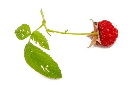 raspberry one berry leaves eaten by worm isolated on white background closeup