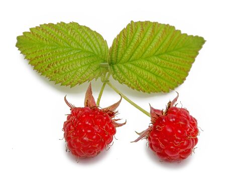 raspberry two berry leaves isolated on white background. two green raspberry leavesの写真素材