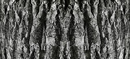 tree bark embossed volumetric deep crack gray background texture for web design or video