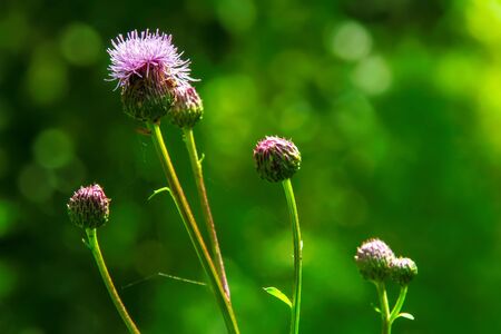 beautiful burdock flower on green bokeh background closeupの写真素材